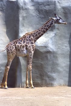 Giraffe (Giraffa camelopardalis) is an African even-toed ungulate mammal, the tallest of all land-living animal species, and the largest ruminant.