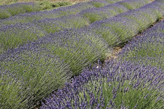 Lavender fields near Rustrel, Luberon, Provence, South France. Bei Rustrel, Lavendelfelder, Provence.