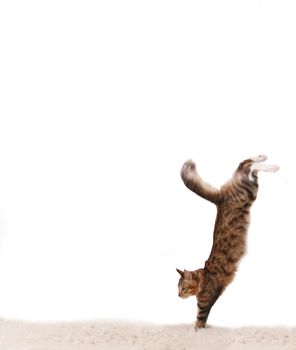 The cat jumps downwards on a white carpet