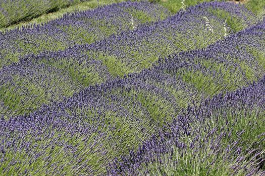 Lavender fields near Rustrel, Luberon, Provence, South France. Bei Rustrel, Lavendelfelder, Provence.