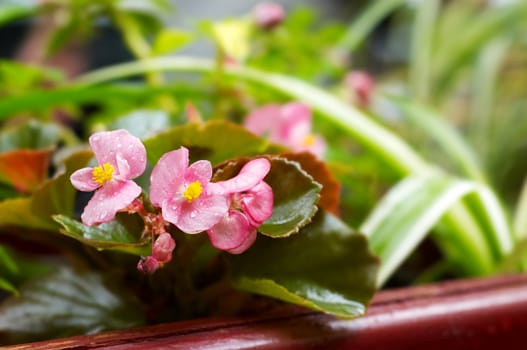 pink flowers growing in the wooden box.