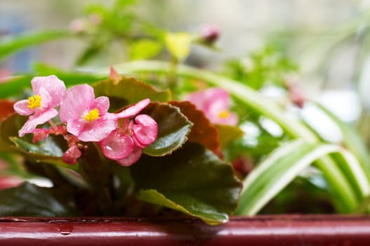 pink flowers growing in the wooden box