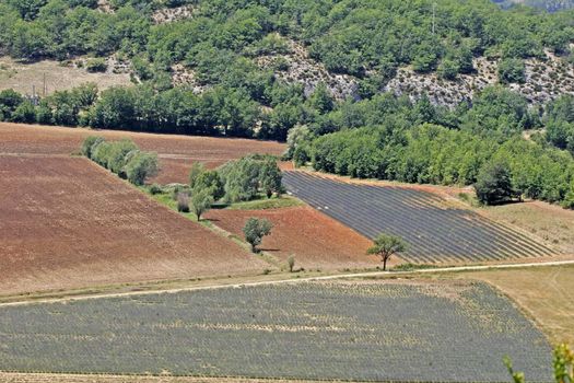 Lavender fields near Sault, Luberon, Provence, South France. Bei Sault, Lavendelfelder, Provence.