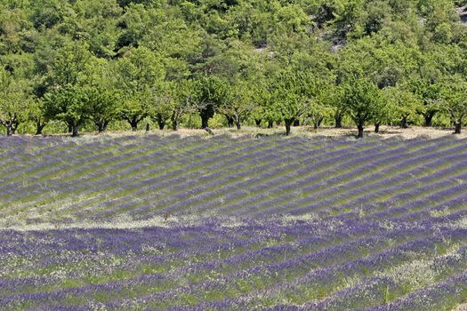 Lavender fields near Croagnes, Luberon, Provence, South France. Bei Croagnes, Lavendelfelder, Provence.