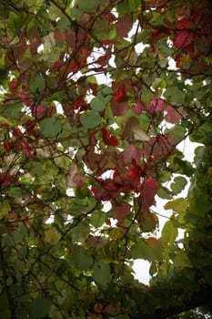 a leafy shelter from the rain