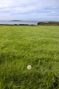 a lone dandelion in a coastal field in ireland