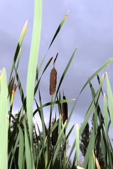 reeds and rushes growing in a pond on the west coast of ireland