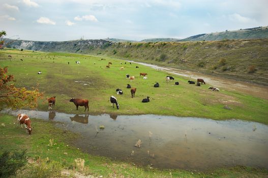 cows herd over grassland landscape of Old Orhei (Moldova)