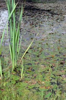 lilys, reeds and rushes growing in a pond on the west coast of ireland