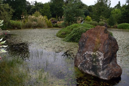 wild life in a pond on the west coast of ireland