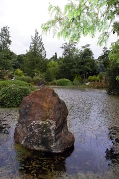 wild life in a pond on the west coast of ireland