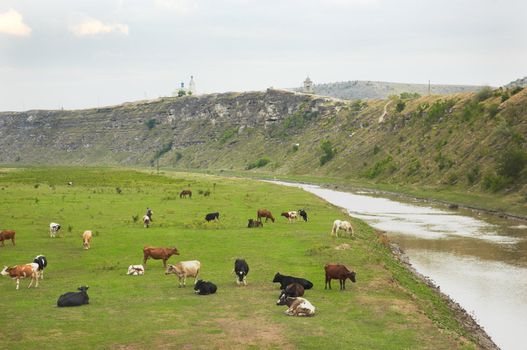 cows herd over grassland landscape of Old Orhei (Moldova)