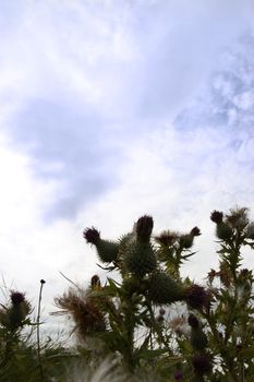 wild thistle on the west coast of ireland