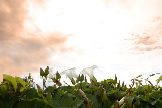 wildfowers in a row on the west coast of ireland against a red stormy sky