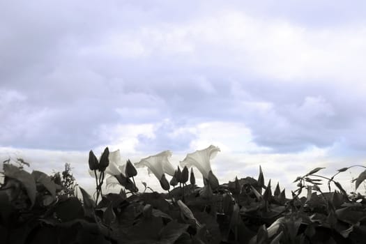 wildfowers on the west coast of ireland against a stormy sky