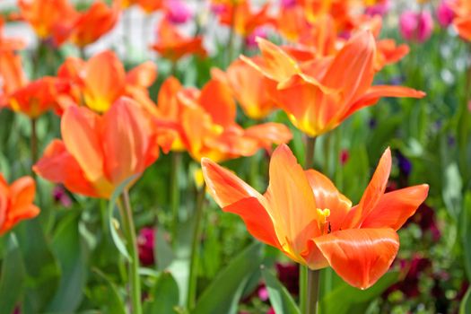 Nice blossom of orange tulips in a garden