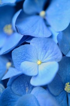 Close up of blue hydrangea flower