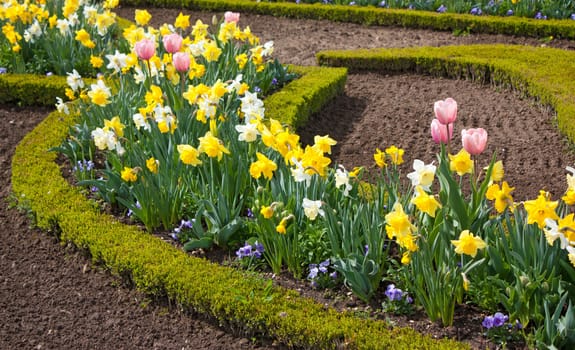 Colorful garden in spring, with tulips, narcissus, shrub