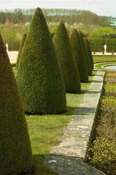 View of the garden of Versailles, green shrub cropped