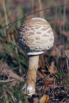 View of mushroom Macrolepiota procera, Lepiote elevee, coulemelle or Parasol mushroom