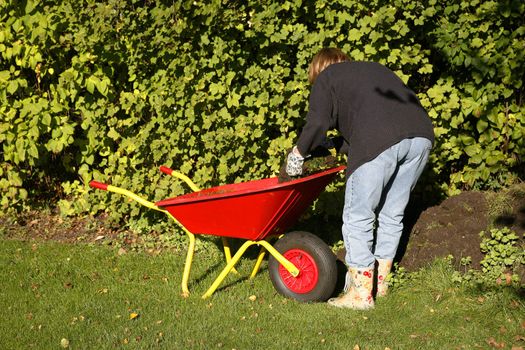 Mature woman at autumn gardening working in the low sunlight.