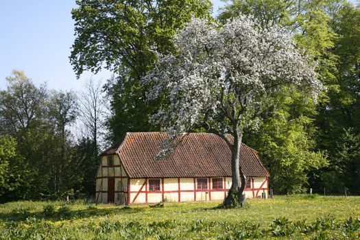 Danish countryside at springtime.