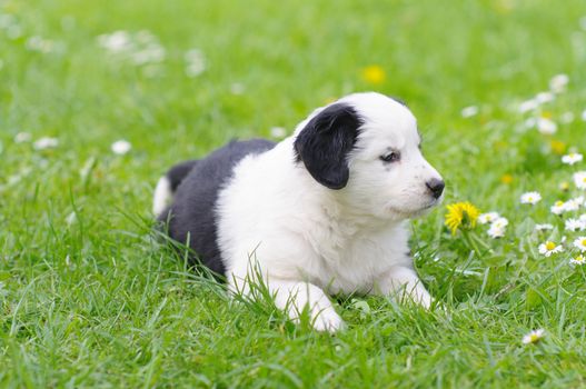 cute puppies in the meadow in spring time