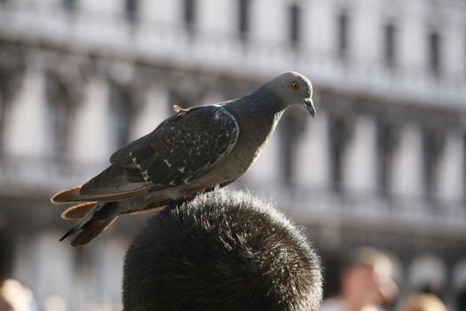 Pigeon on tourist heads - St. Marks Square - Venice.