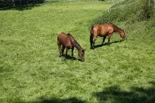 Two brown horses in pen.