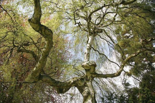 Old Birch tree in Danish park.