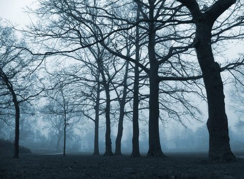 A calm, foggy November afternoon in the park around dusk.