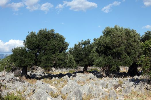 Olive grove