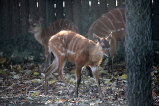 Sitatunga, Tragelaphus spekii