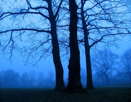 A foggy day in the park around the blue hour.