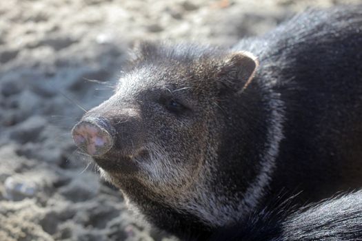 Javelina or collared peccary