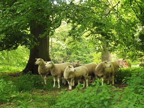 Flock of sheep in a park. Soft focus.
