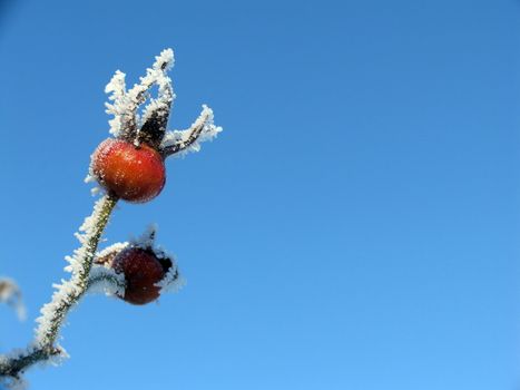 Red frosty hip with open space for text.