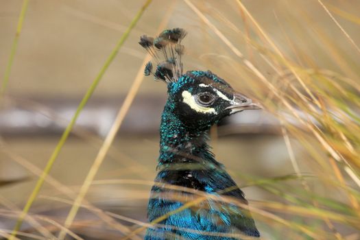 A wild peacock