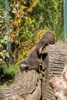 Chinese Dwarf Otter