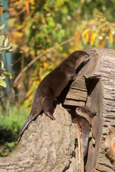 Chinese Dwarf Otter