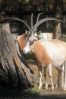 African wild animal oryx gemsbok