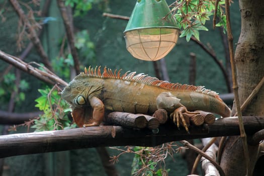 Big Iguana