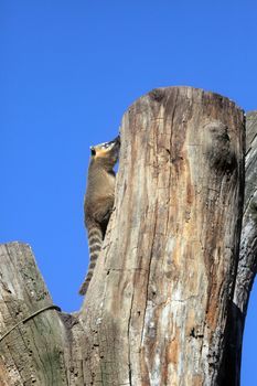Ring-tailed Coati (Nasua nasua)