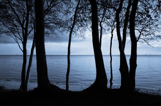 Silhouette trees by the Great Belt - Nyborg, Denmark. Great Belt Bridge in the background.