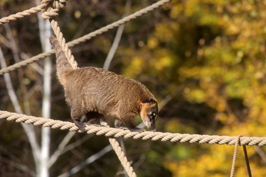 Ring-tailed Coati (Nasua nasua)