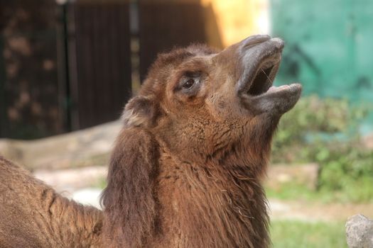A yawning camel