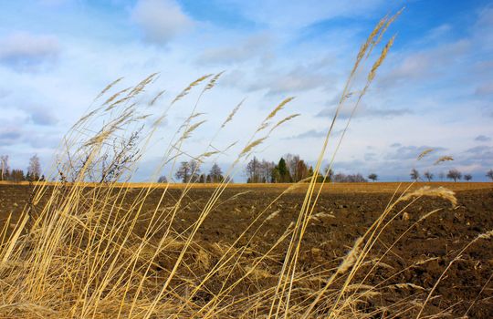 Landscape of agricultural land