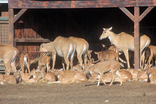 Herd of Deer