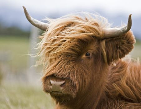 single young brown highland cattle with blurred background