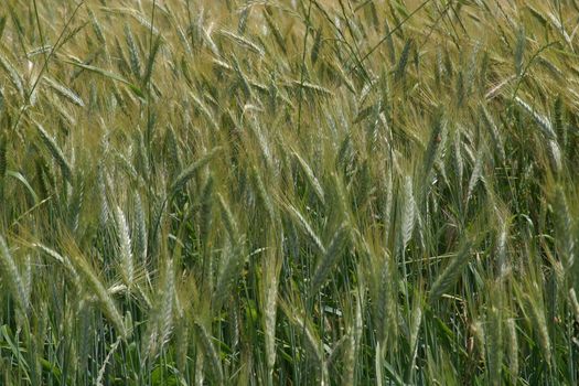 Photo of wheat growing in field, Slavonia, Croatia